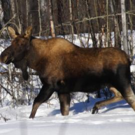 moose for calendar